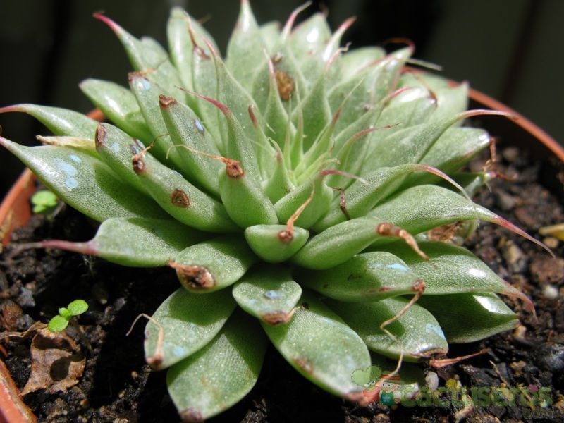 A photo of Graptopetalum filiferum