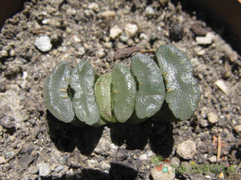 A photo of Haworthia truncata