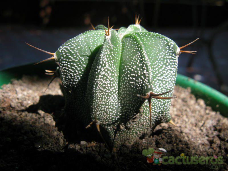 Una foto de Astrophytum ornatum