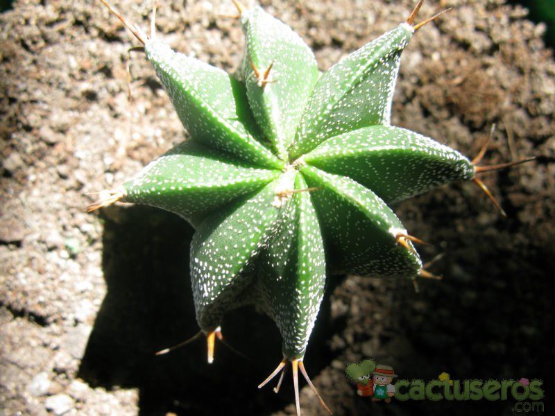 Una foto de Astrophytum ornatum