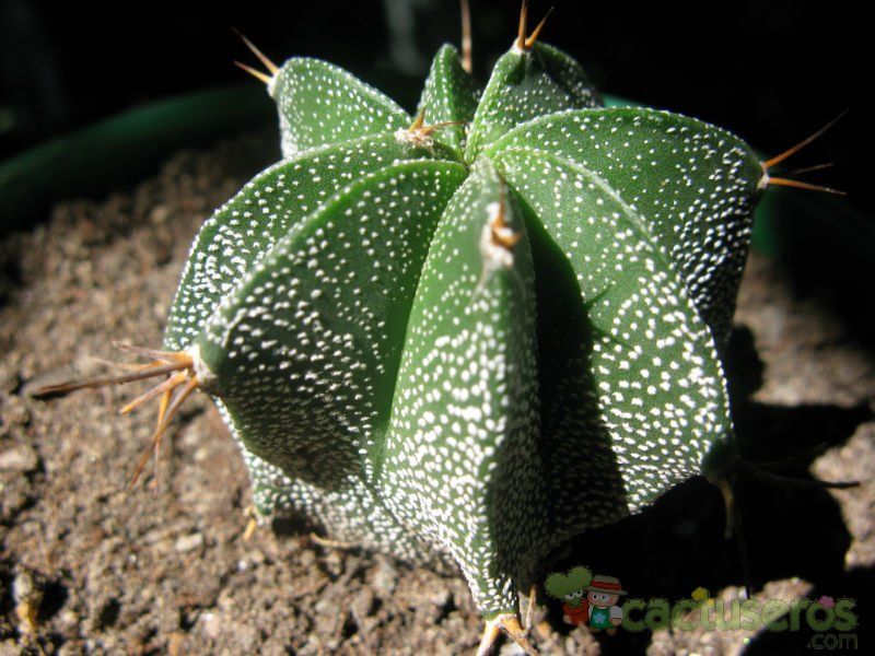Una foto de Astrophytum ornatum
