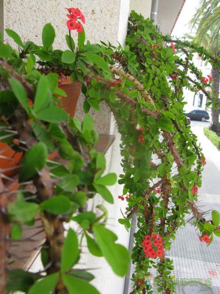 A photo of Euphorbia milii var. milii