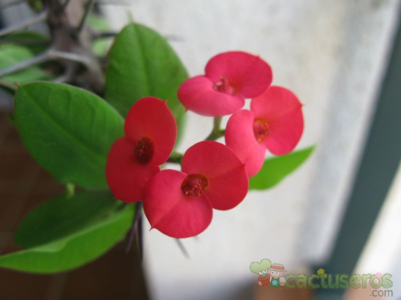 A photo of Euphorbia milii var. milii