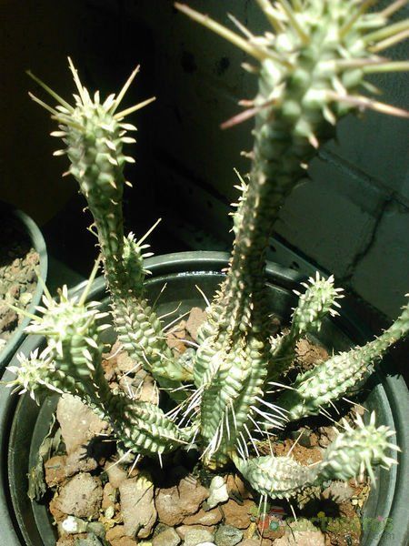 Una foto de Euphorbia mammillaris fma. variegada