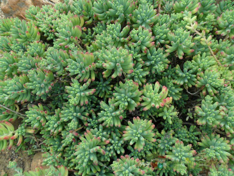 Una foto de Sedum pachyphylum