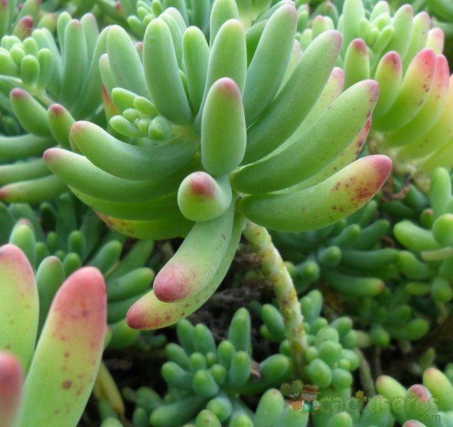 Una foto de Sedum pachyphylum