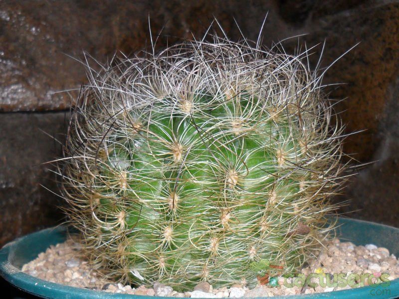 A photo of Eriosyce senilis