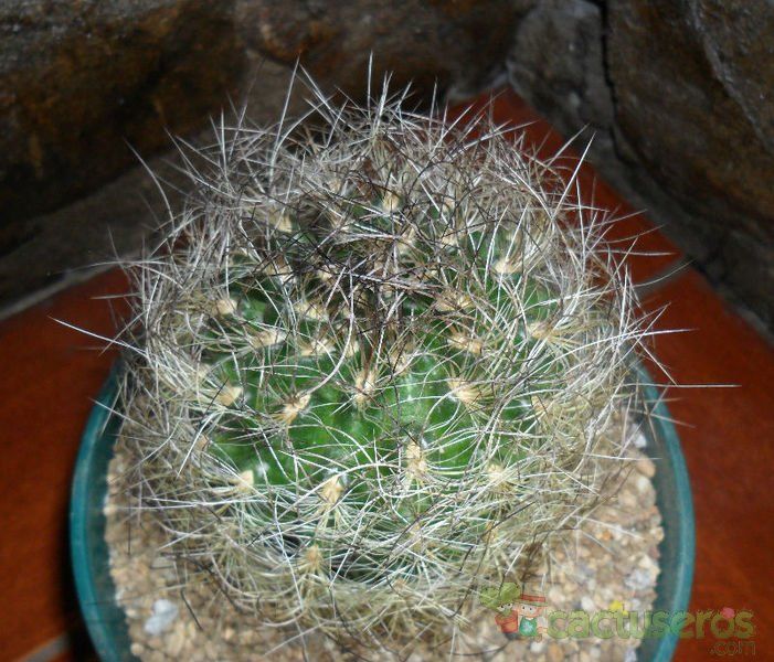 A photo of Eriosyce senilis