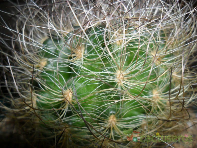 A photo of Eriosyce senilis