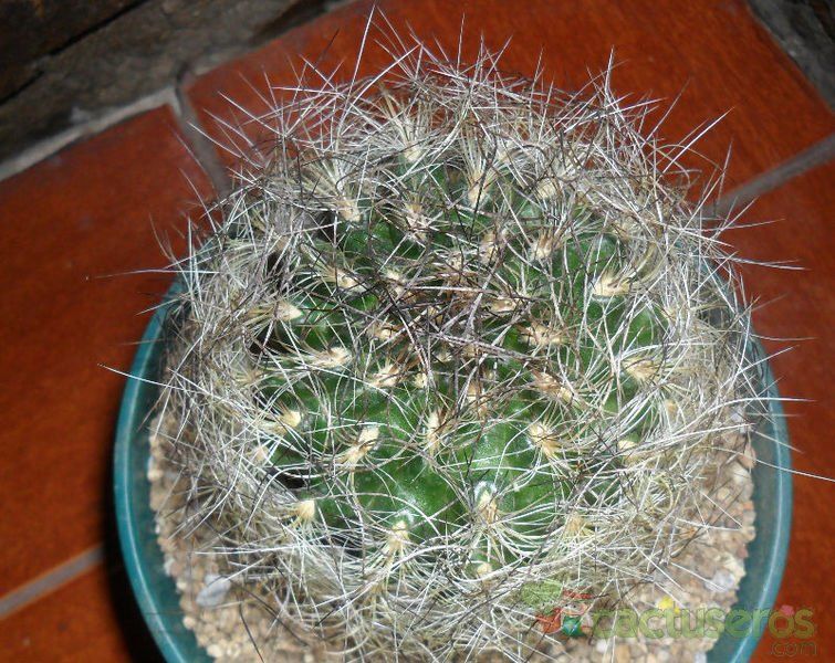 A photo of Eriosyce senilis