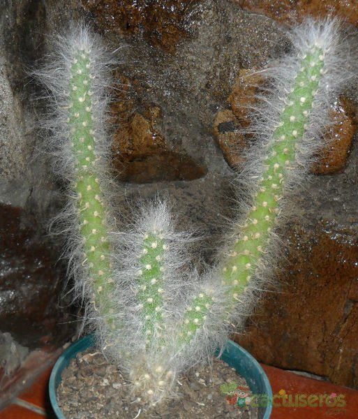 A photo of Austrocylindropuntia vestita