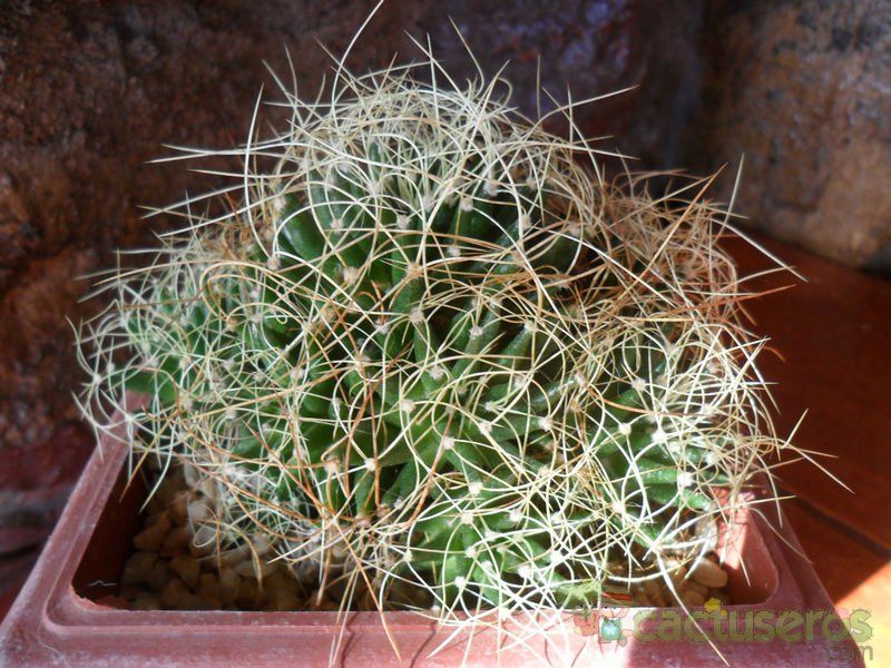 A photo of Mammillaria decipiens ssp. camptotricha