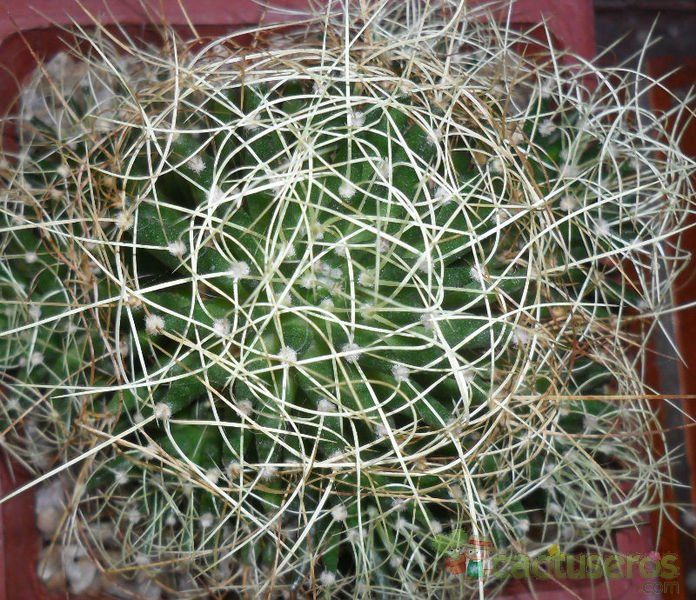 A photo of Mammillaria decipiens ssp. camptotricha