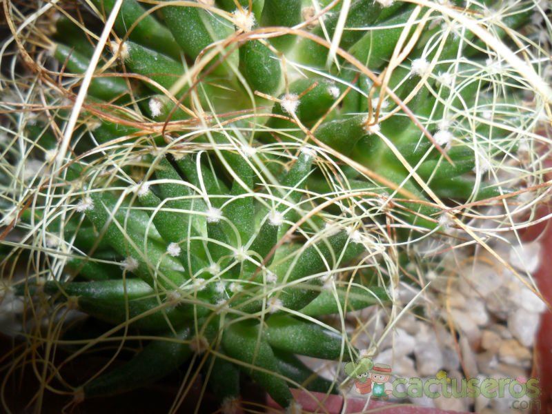 A photo of Mammillaria decipiens ssp. camptotricha