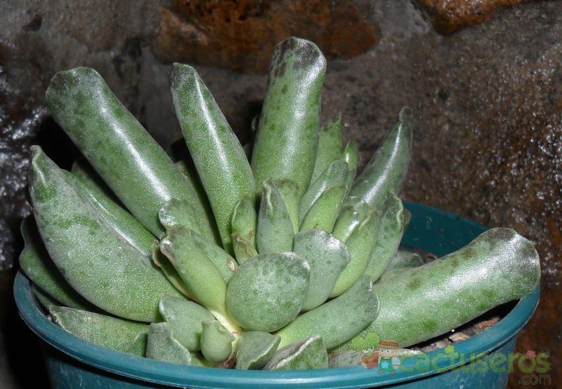 A photo of Adromischus cooperi