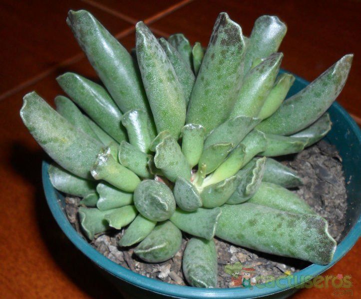 A photo of Adromischus cooperi