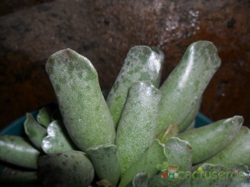 A photo of Adromischus cooperi