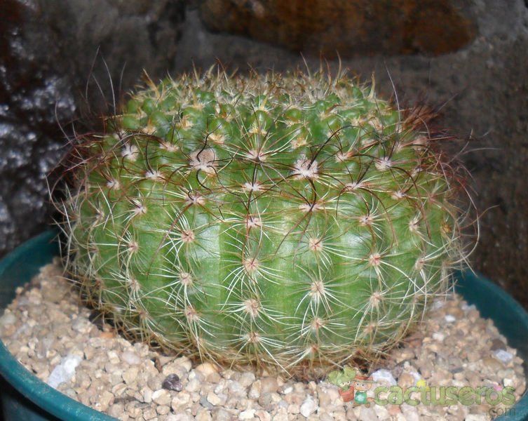A photo of Parodia concinna ssp. agnetae