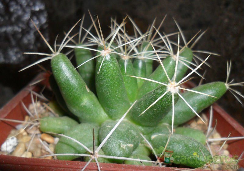 Una foto de Mammillaria longimamma