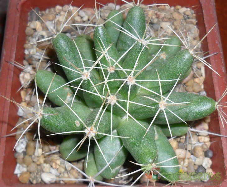 Una foto de Mammillaria longimamma