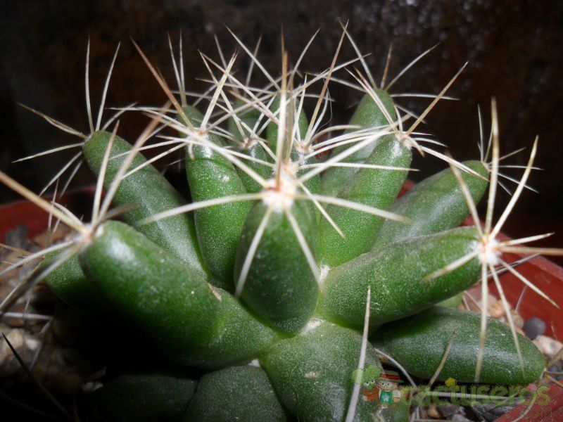 Una foto de Mammillaria longimamma