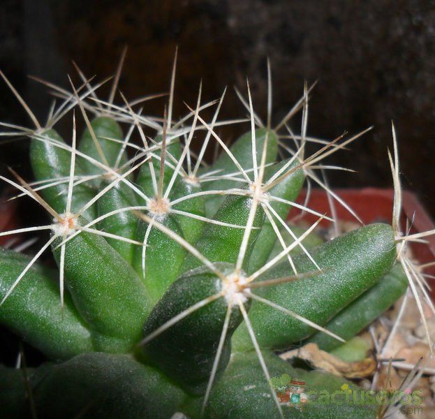 Una foto de Mammillaria longimamma