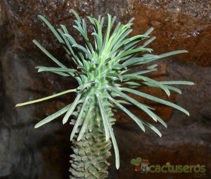Una foto de Euphorbia clandestina