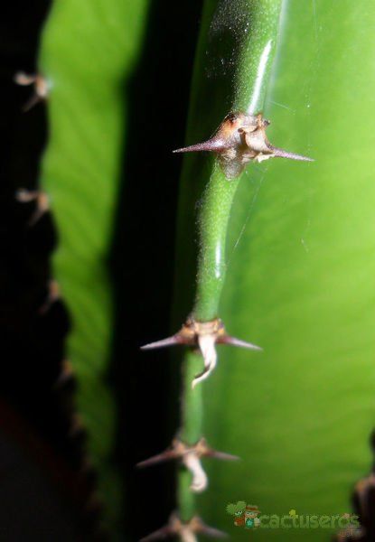 Una foto de Euphorbia deightonii 