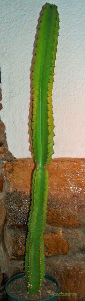 Una foto de Euphorbia deightonii 