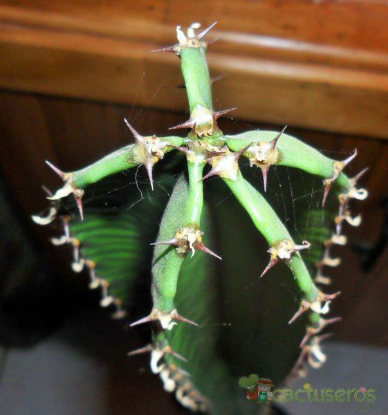 Una foto de Euphorbia deightonii 
