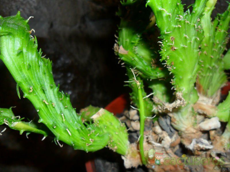 Una foto de Euphorbia flanaganii fma. crestada