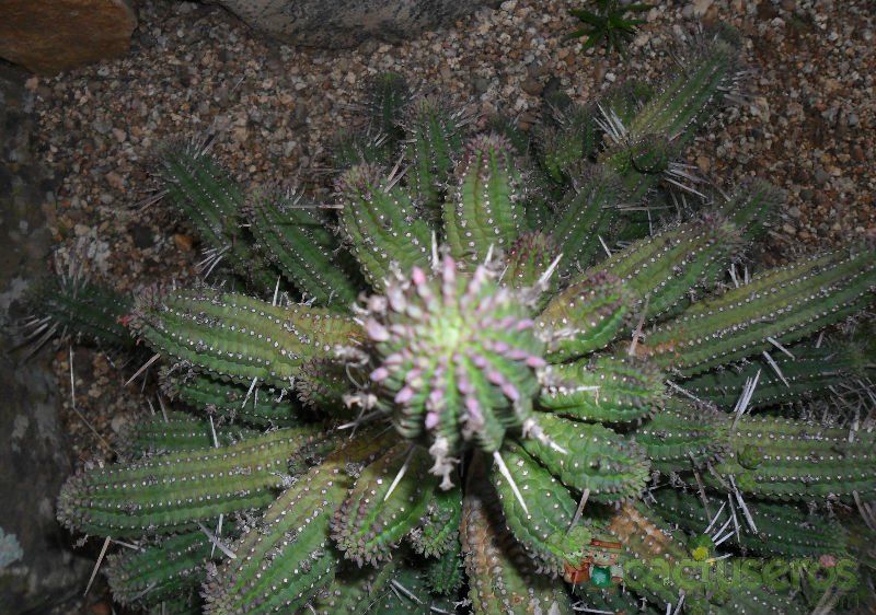 A photo of Euphorbia mammillaris