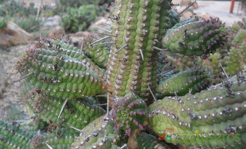A photo of Euphorbia mammillaris