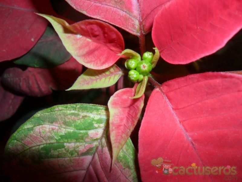 Una foto de Euphorbia pulcherrima