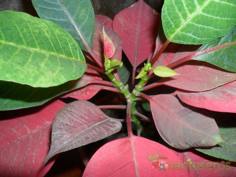 Una foto de Euphorbia pulcherrima