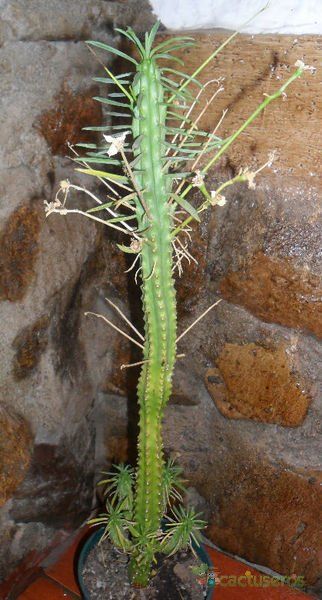 A photo of Euphorbia loricata  