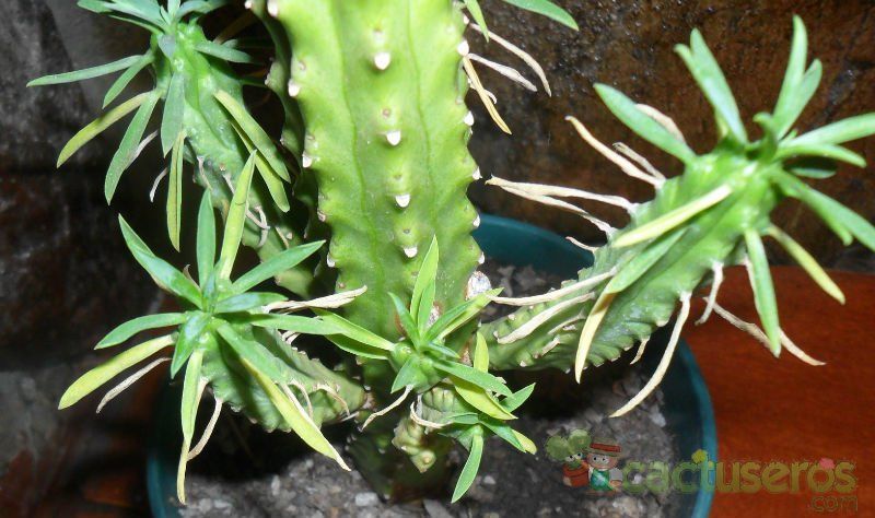 A photo of Euphorbia loricata  