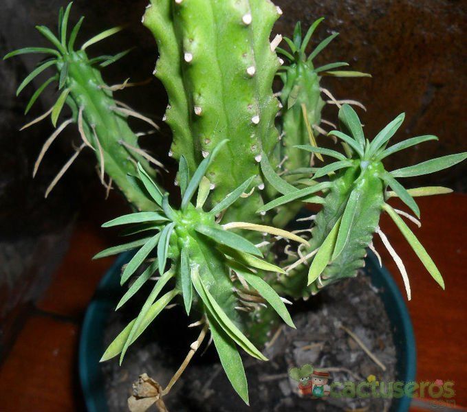A photo of Euphorbia loricata  