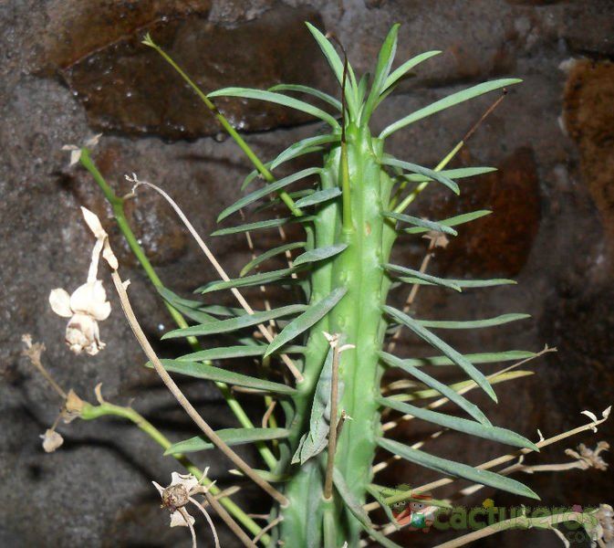 A photo of Euphorbia loricata  