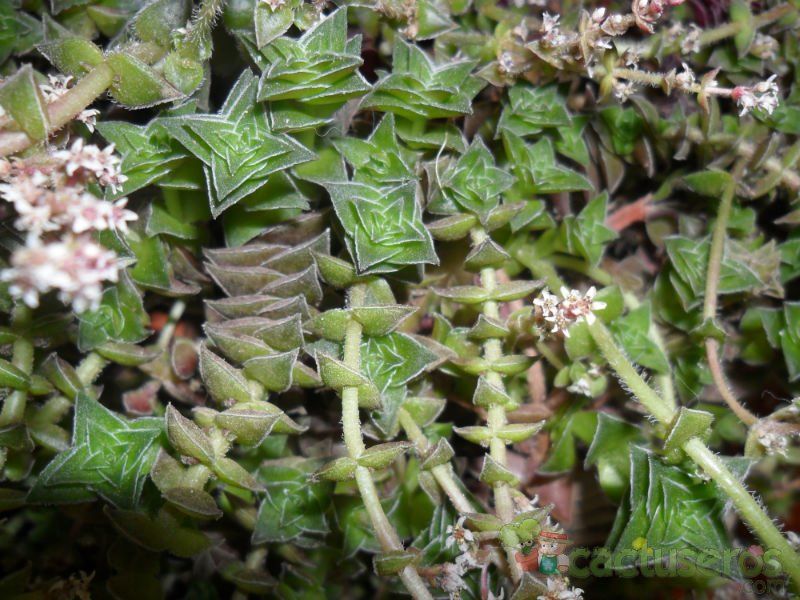Una foto de Crassula capitella ssp. thyrsiflora 