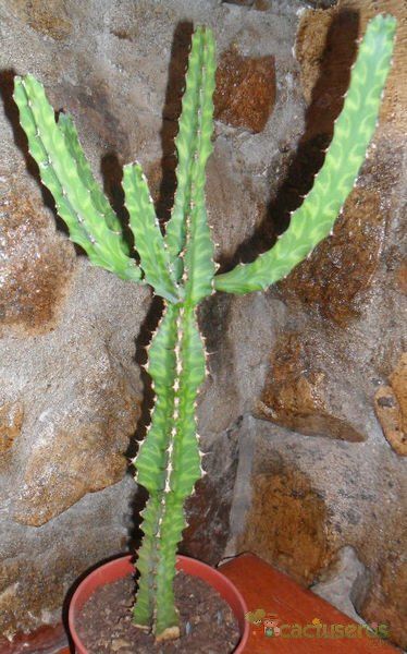 A photo of Euphorbia pseudocactus