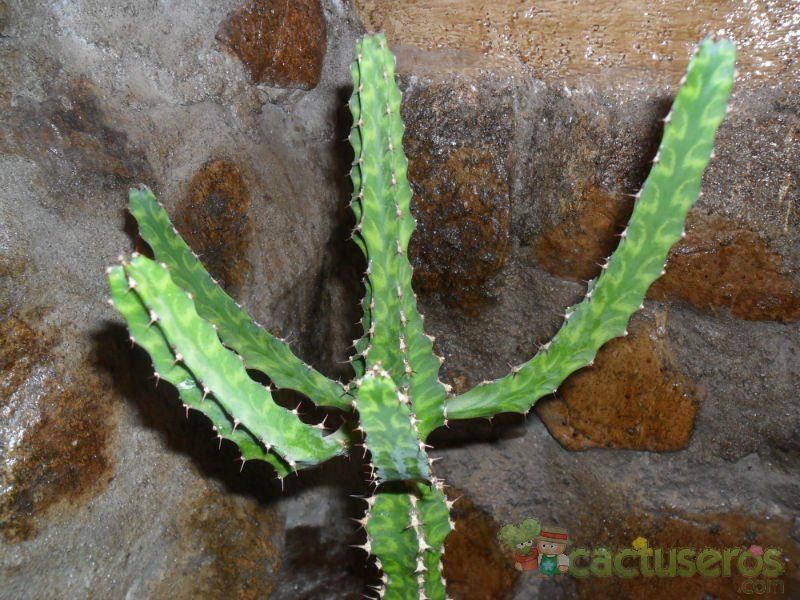 A photo of Euphorbia pseudocactus