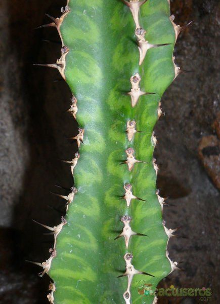 A photo of Euphorbia pseudocactus