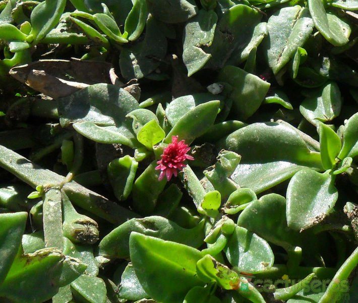 A photo of Mesembryanthemum cordifolium