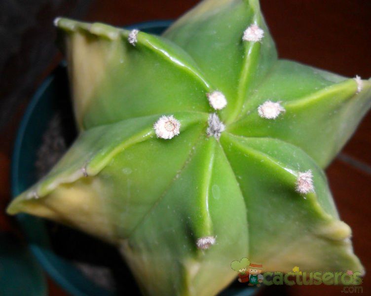 A photo of Astrophytum myriostigma fma nudum variegado