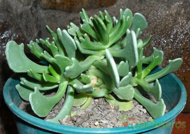 A photo of Rhombophyllum dolabriforme