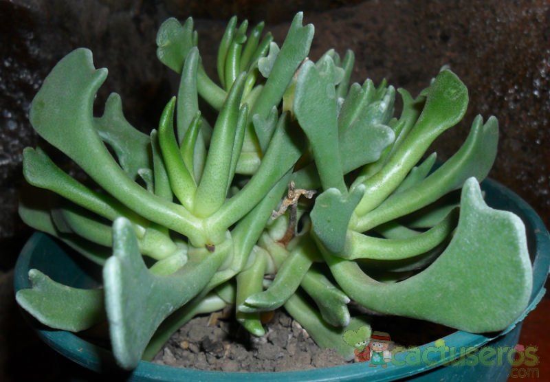 A photo of Rhombophyllum dolabriforme