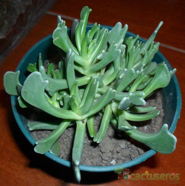 A photo of Rhombophyllum dolabriforme