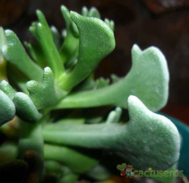 A photo of Rhombophyllum dolabriforme