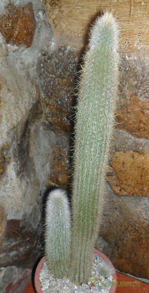 Una foto de Cleistocactus hyalacanthus